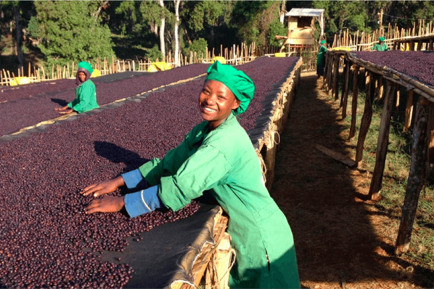 A woman harvesting coffee
